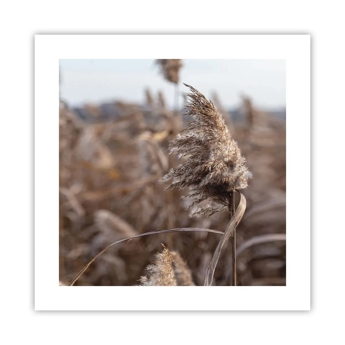 Poster - E timpul să zbori cu vântul - 40x40 cm