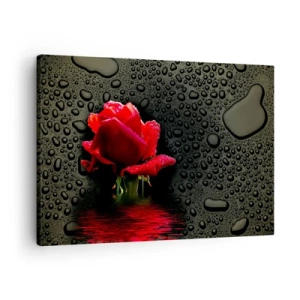 Tablou pe pânză Canvas - Trandafir roșu cu picături de apă pe un fundal întunecat - 70x50cm - Roșu și negru - Decorațiune modernă pentru perete pentru living și dormitor ARTTOR