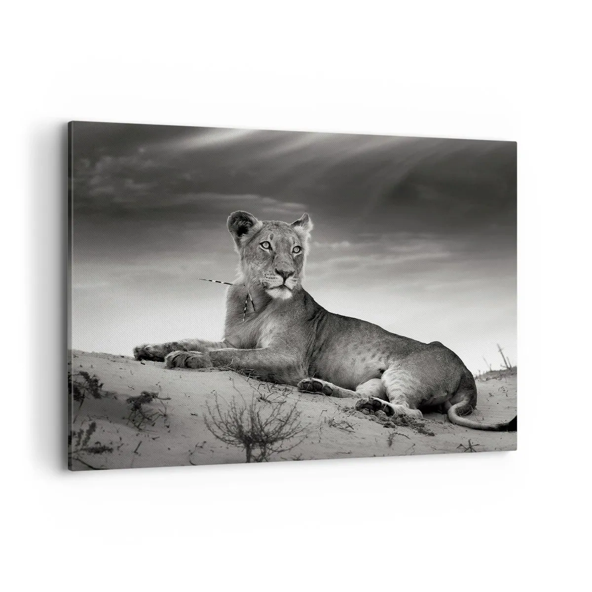 Tablou pe pânză - Odihna reginei deșertului - 100x70 cm