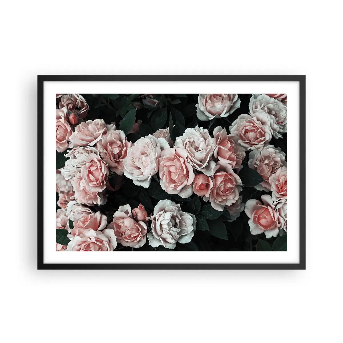 Poster în ramă neagră - Ansamble de trandafiri - 70x50 cm