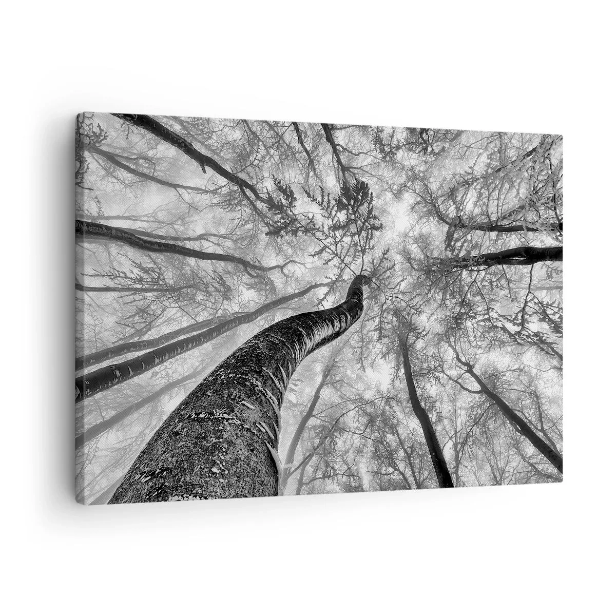 Tablou pe pânză Canvas - Perspectiva copacilor dintr-o pădure văzuți de jos în nuanțe de gri - 70x50cm - Cursa spre lumină - Decorațiune modernă pentru perete pentru living și dormitor ARTTOR