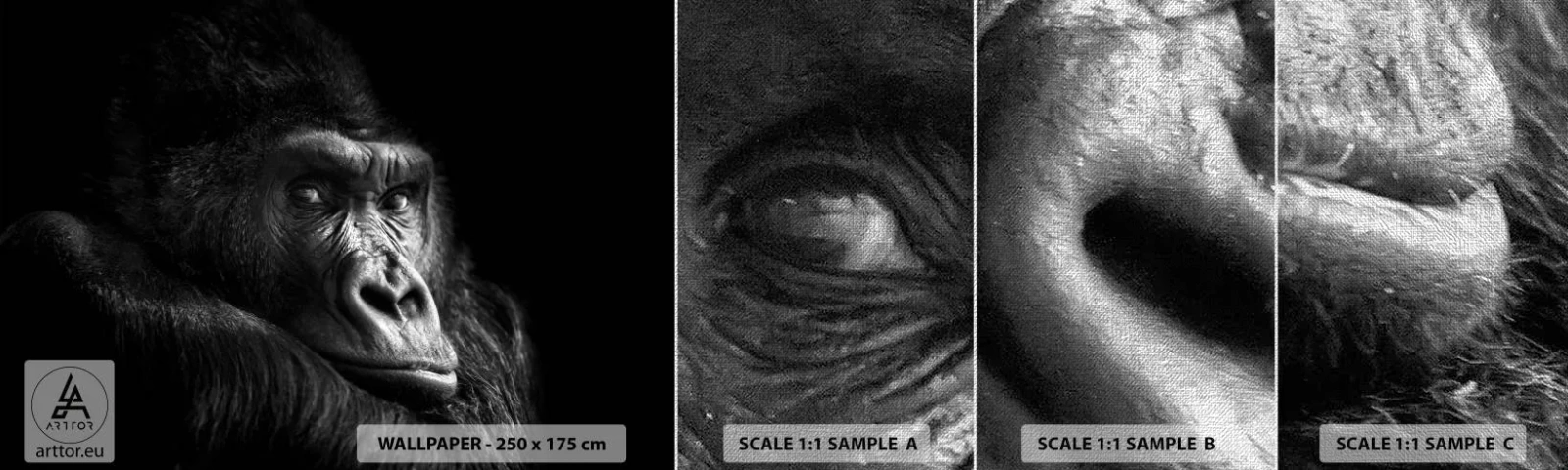 Mostră tapet Premium Canvas - Și la ce te uiți? - Maimuţă, Gorilă, Animale - 100x30 cm