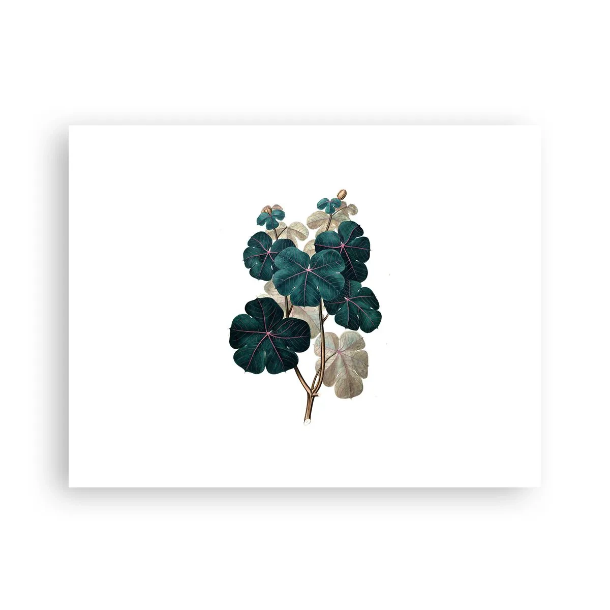 Poster - Dintr-un vechi ierbar - 40x30 cm