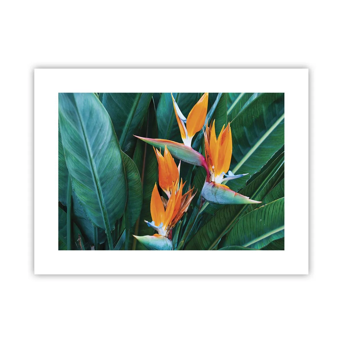 Poster - Este o floare sau o pasăre? - 40x30 cm