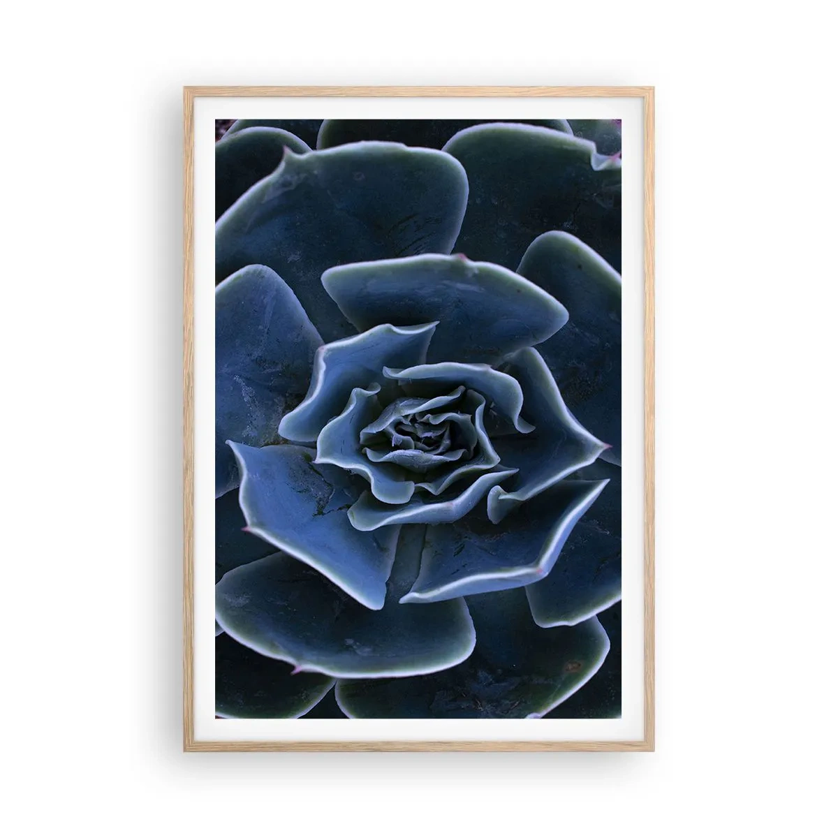 Poster în ramă de stejar deschis - Floare de deșert - 70x100 cm