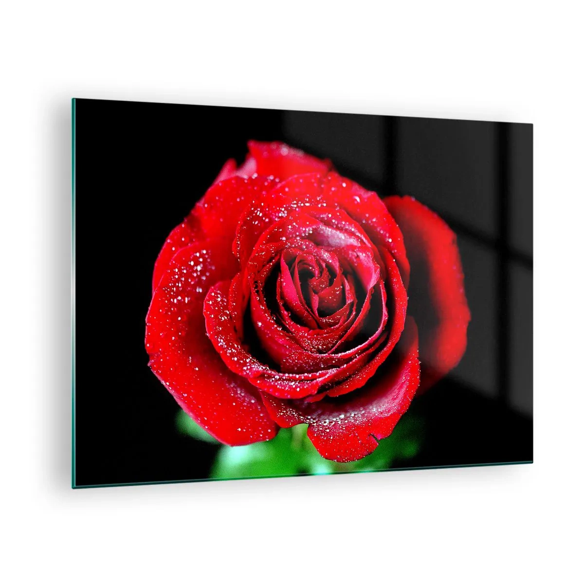Tablou pe sticlă - Un trandafir roșu acoperit cu picături de rouă pe un fundal întunecat - 70x50cm - Pur și simplu dragoste - Decorațiune modernă pentru perete pentru living și dormitor ARTTOR