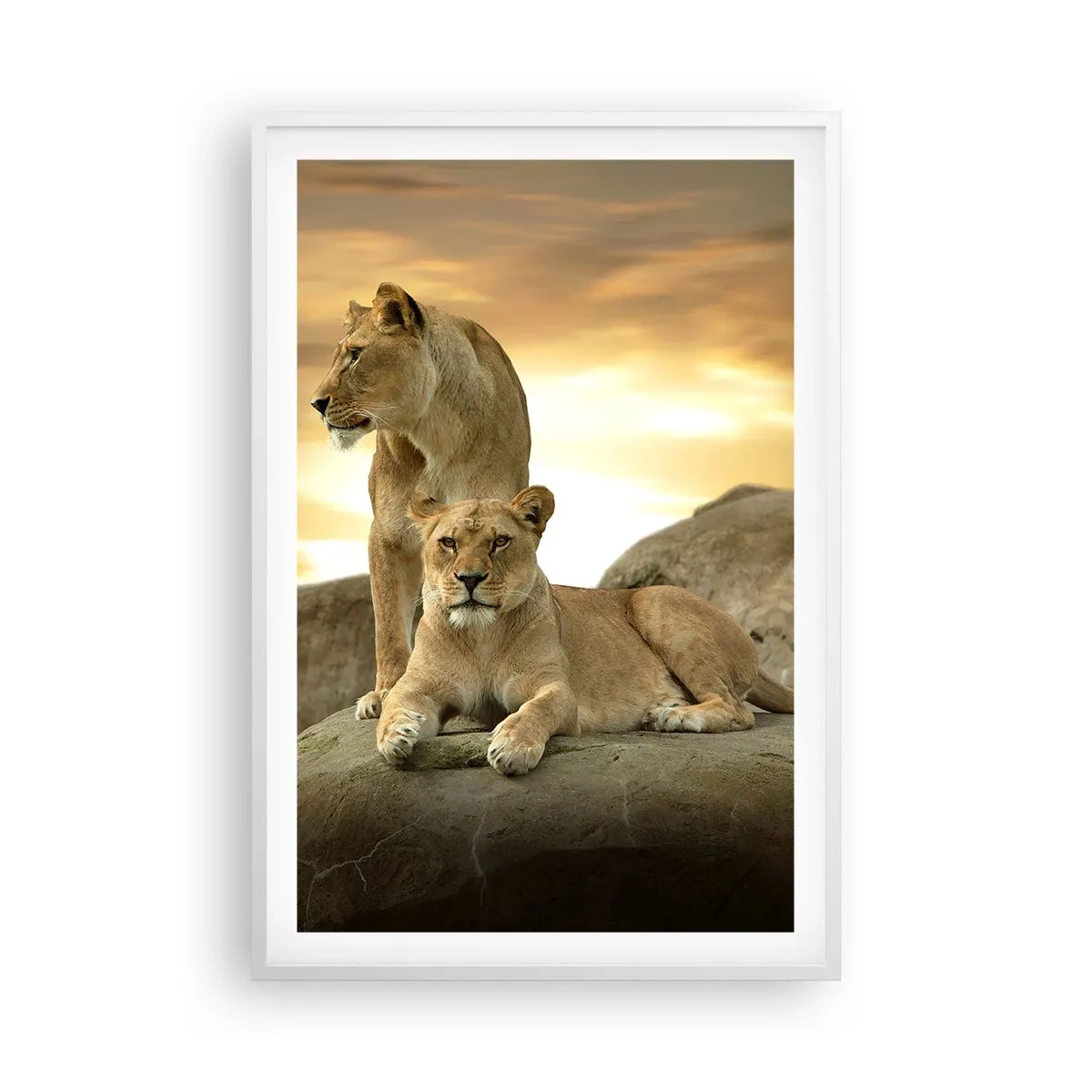 Poster în ramă albă - Maiestate regală - 61x91 cm