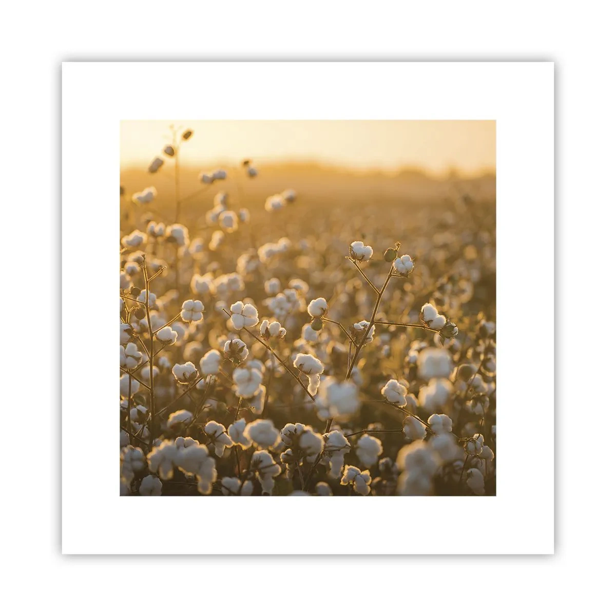 Poster - Câmp pufos - 30x30 cm