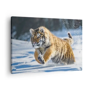 Tablou pe pânză Canvas - Un tigru siberian alergând într-un peisaj înzăpezit - 70x50cm - Zeu al taigalei siberiene - Decorațiune modernă pentru perete pentru living și dormitor ARTTOR