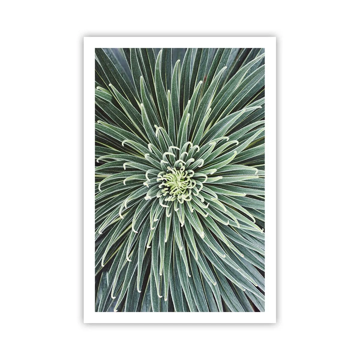 Poster - Nașterea unei stele - 61x91 cm