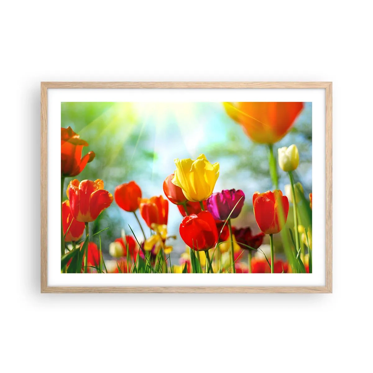 Poster în ramă de stejar deschis - Toate culorile soarelui - 70x50 cm
