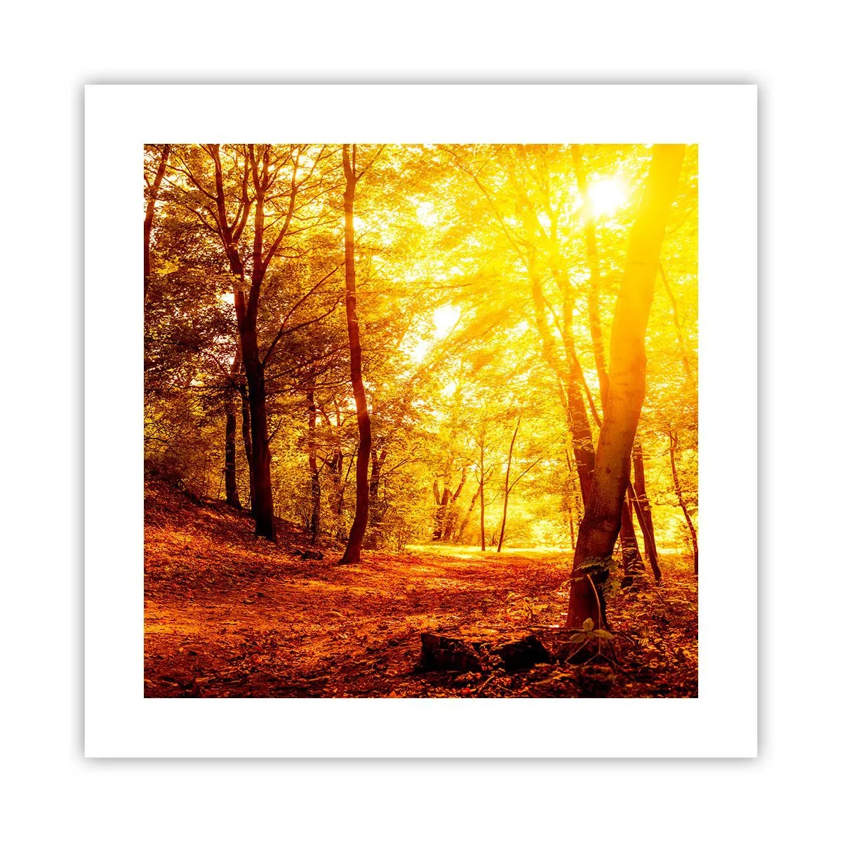 Poster - Spre o poiană de aur - 40x40 cm