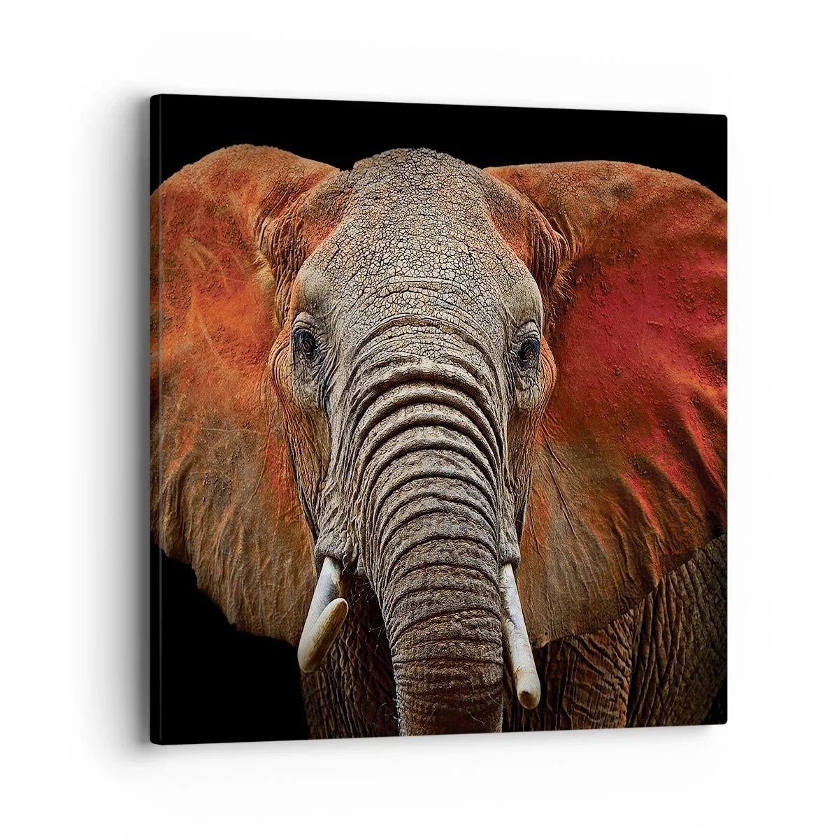 Tablou pe pânză - Sunt sălbatic, și tu? - 40x40 cm