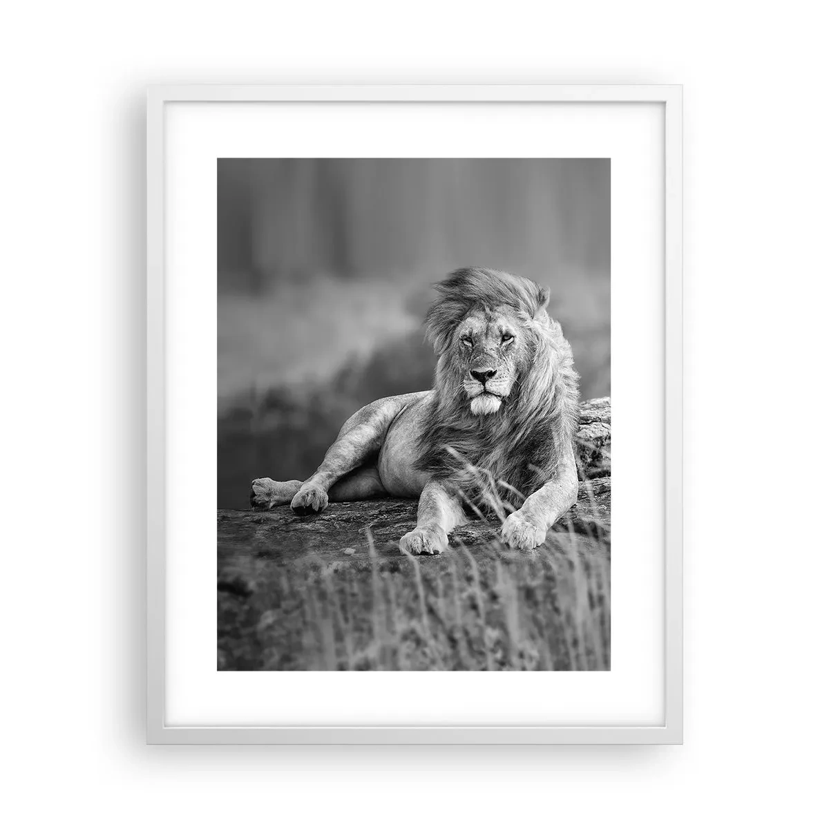 Poster în ramă albă - Siesta regală - 40x50 cm