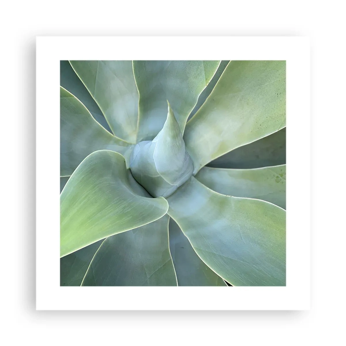 Poster - Nașterea verdeții - 40x40 cm