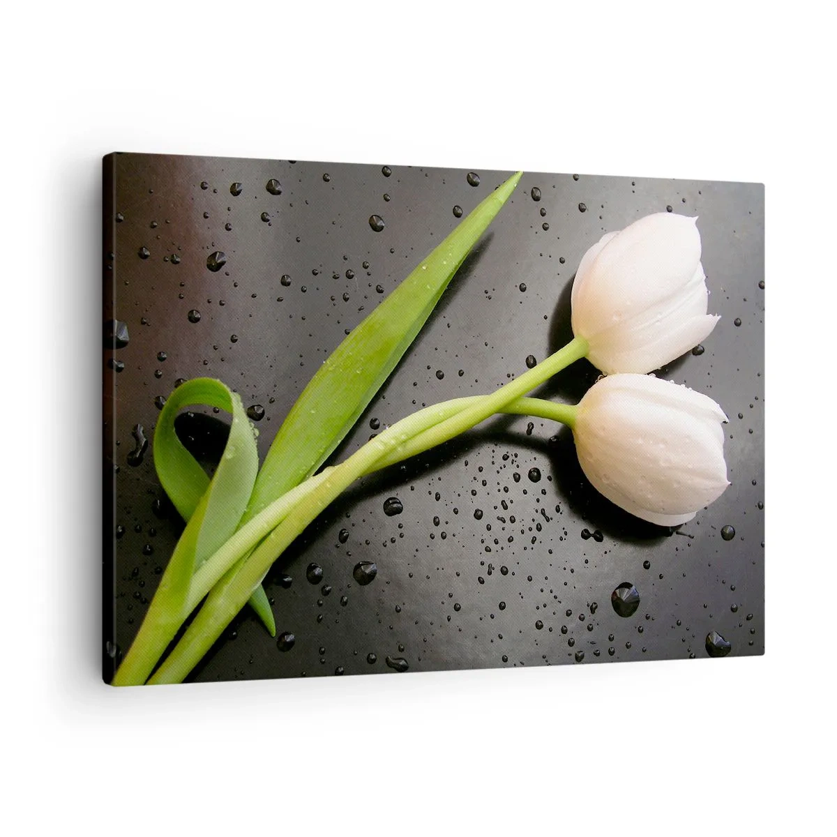 Tablou pe pânză Canvas - Lalele albe pe fundal negru cu picături de apă - 70x50cm - Țesătură de primăvară - Decorațiune modernă pentru perete pentru living și dormitor ARTTOR