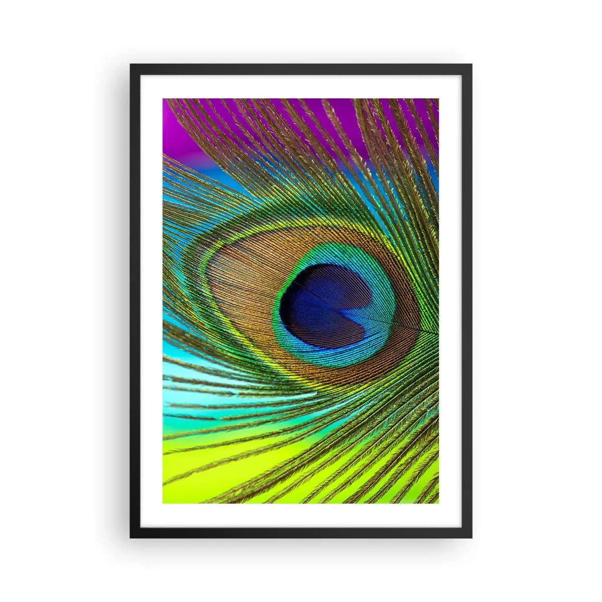 Poster în ramă neagră - Detaliu al unei pene de păun în culori intense - 50x70cm - Ochi în ochi - Decorațiune modernă pentru perete pentru living și dormitor ARTTOR