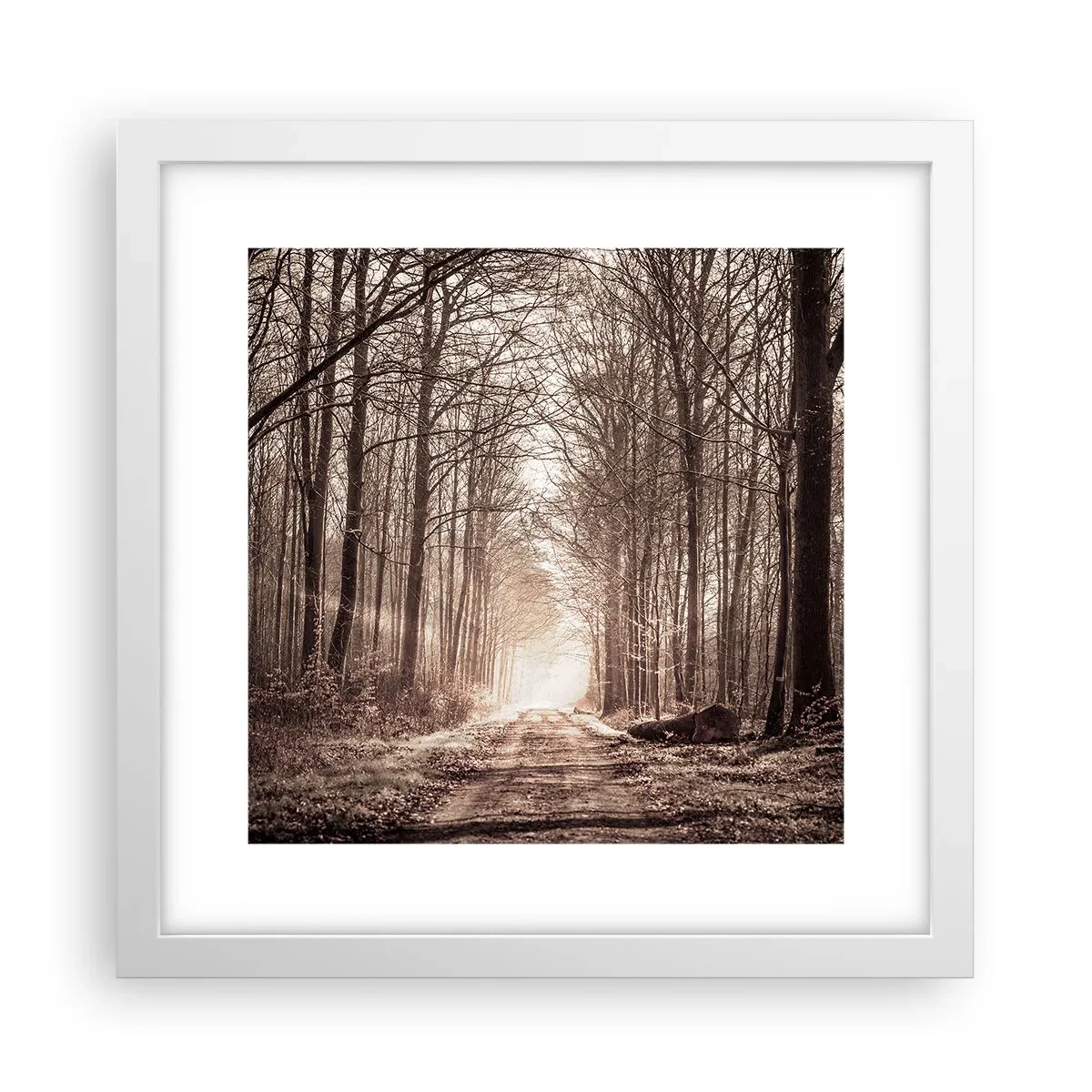 Poster în ramă albă - Catedrala Forestieră - 30x30 cm