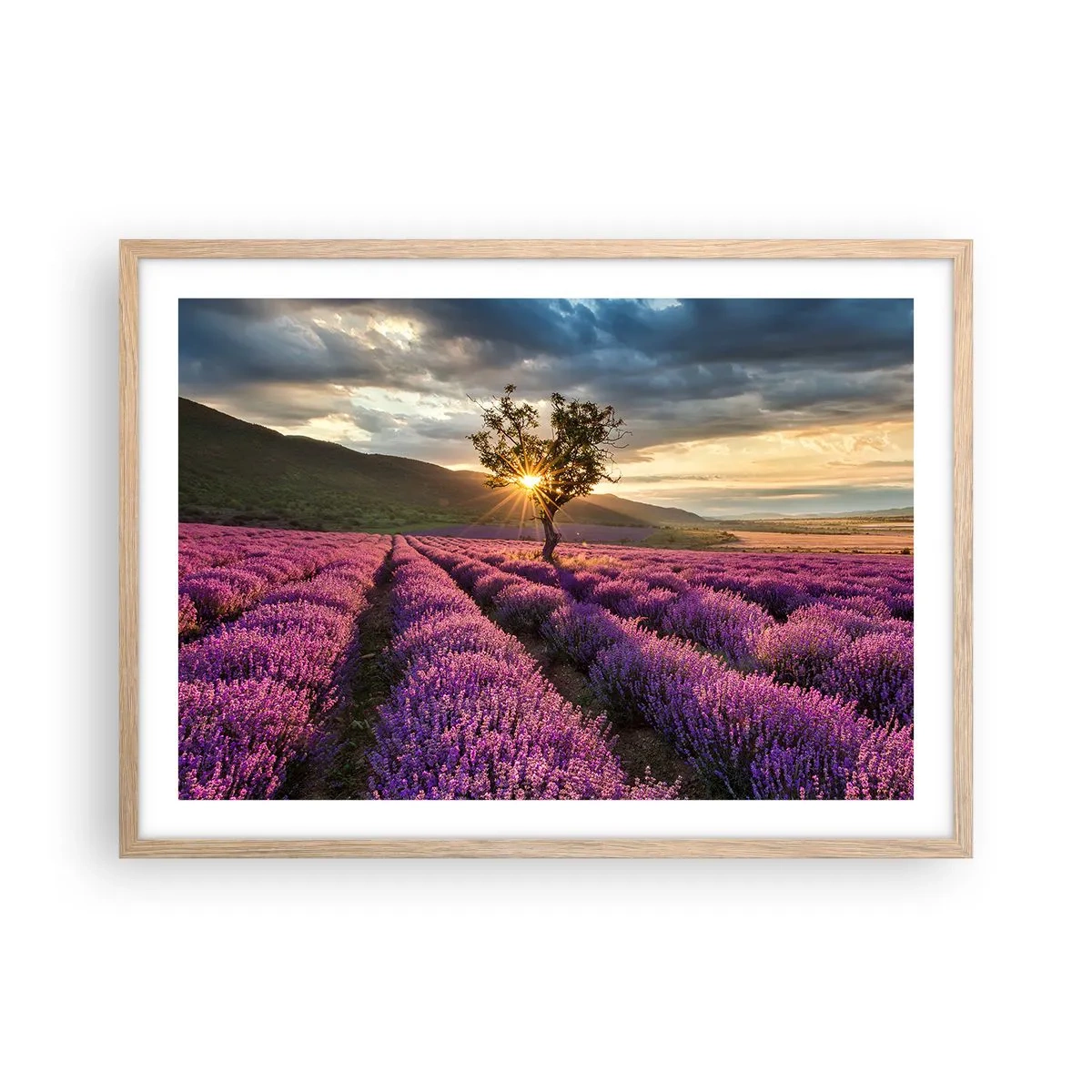 Poster în ramă de stejar deschis - Aroma în liliac - 70x50 cm