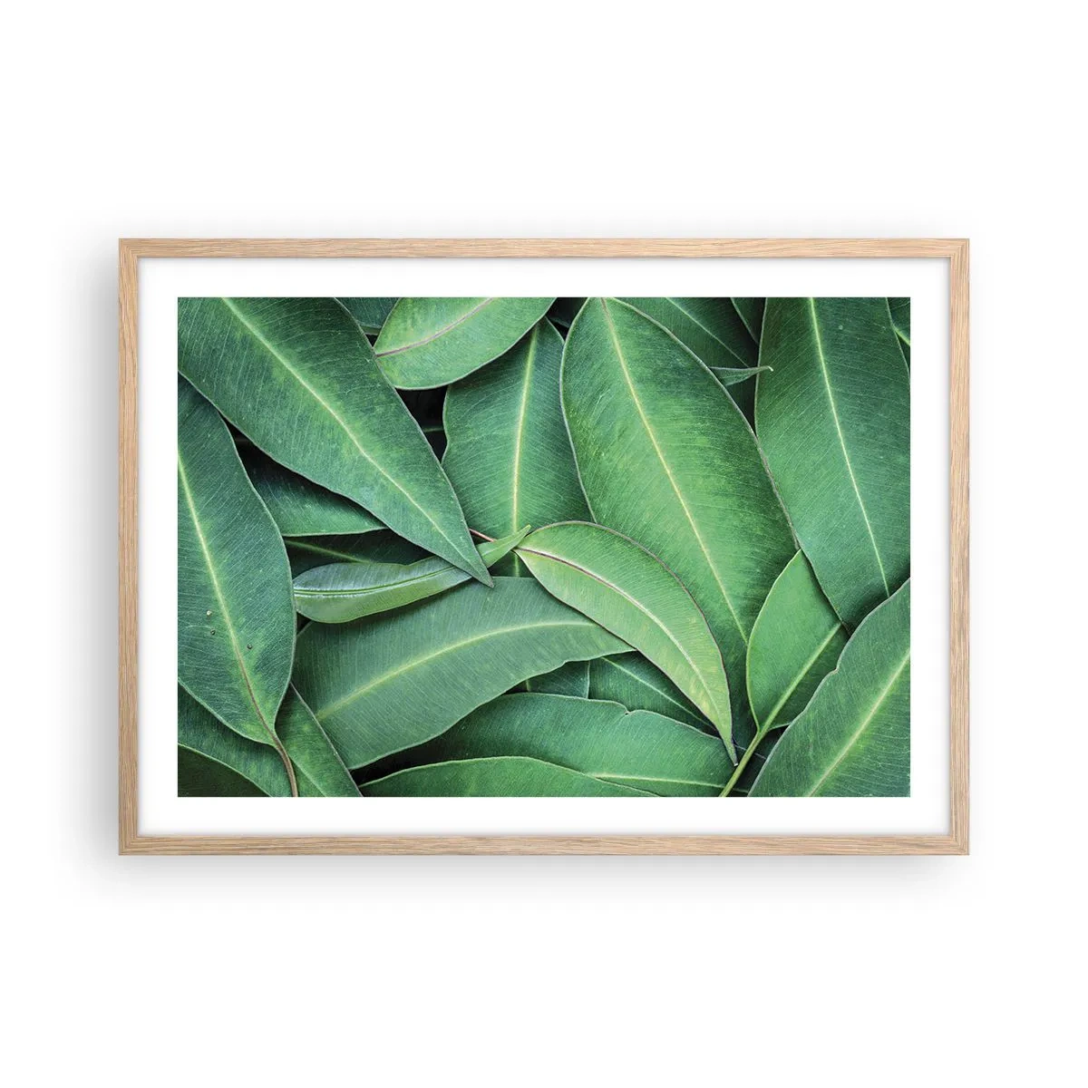 Poster în ramă de stejar deschis - Suculente și proaspete - 70x50 cm