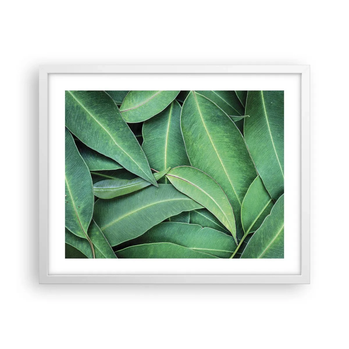 Poster în ramă albă - Suculente și proaspete - 50x40 cm