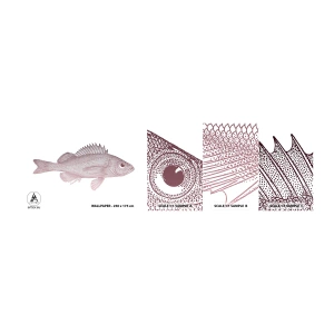 Mostră tapet autocolant Deluxe Sticker - Pește cu ochi mari - Peşte, Sub apă, Minimalist - 100x30 cm