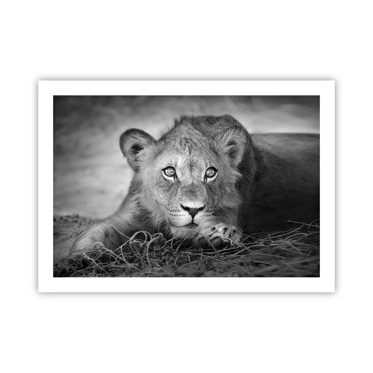Poster - Pisicuța regală - 70x50 cm
