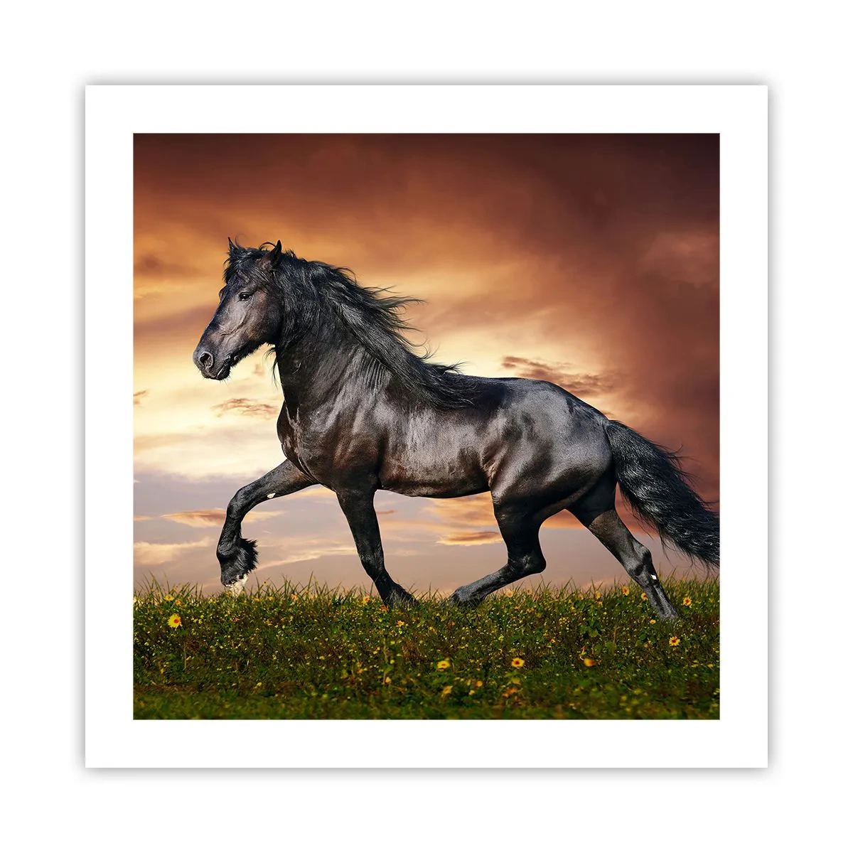 Poster - Prințul negru - 50x50 cm