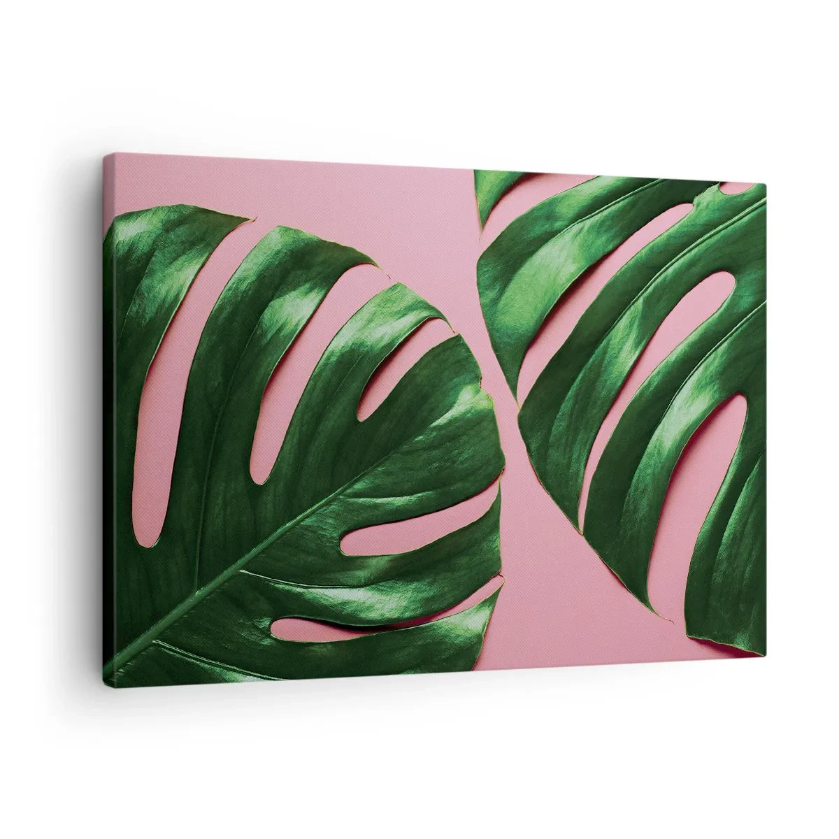 Tablou pe pânză Canvas - Frunze verzi de monstera pe fundal roz - 70x50cm - Întâlnire verde - Decorațiune modernă pentru perete pentru living și dormitor ARTTOR