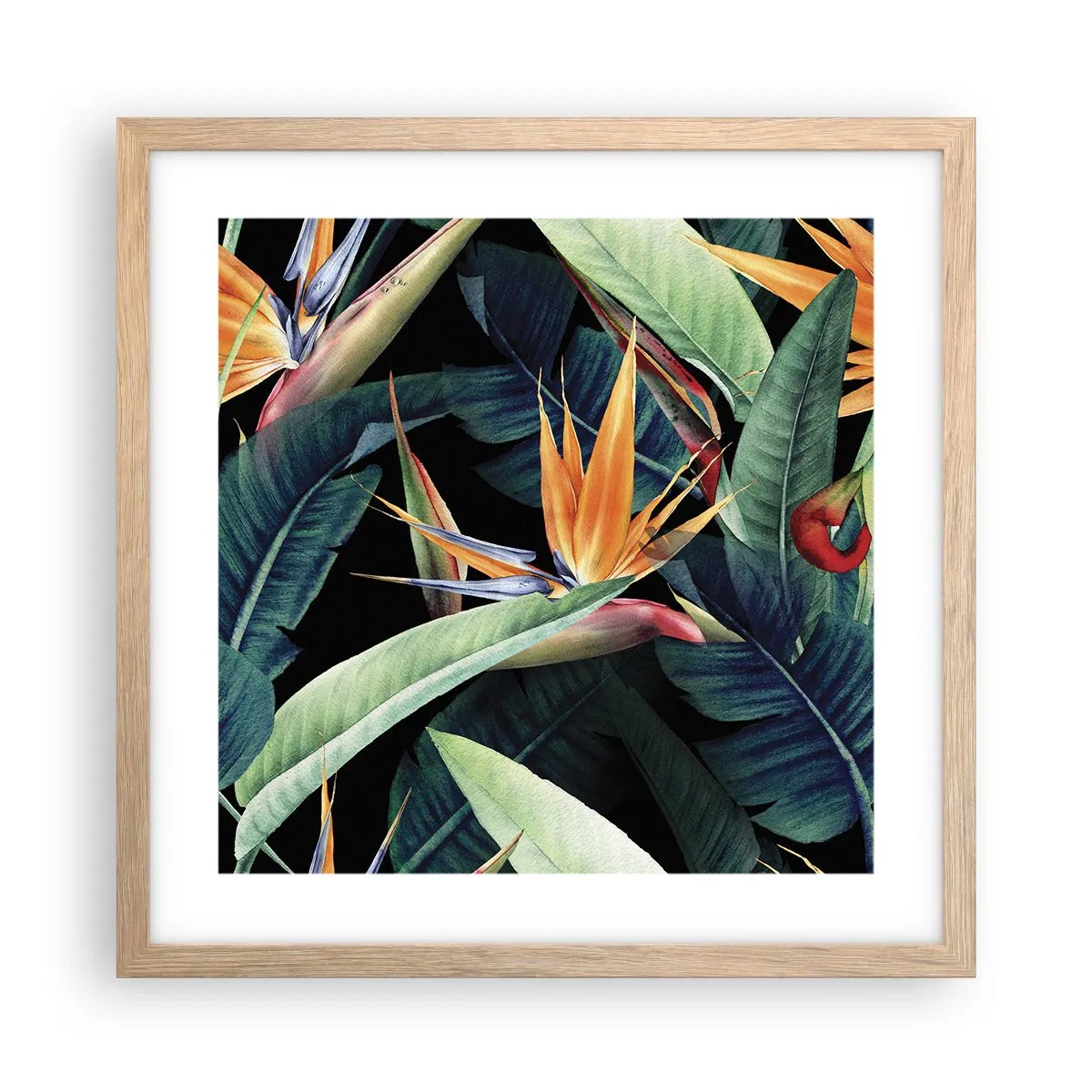 Poster în ramă de stejar deschis - Florile de flacără ale tropicelor - 40x40 cm