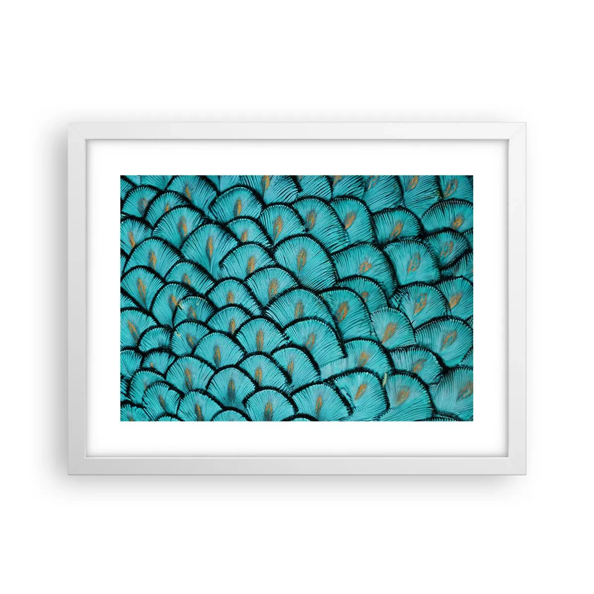 Poster în ramă albă - Marea gală a penelor - 40x30 cm