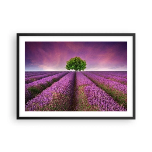 Poster în ramă neagră - În câmpurile de lavandă - 70x50 cm