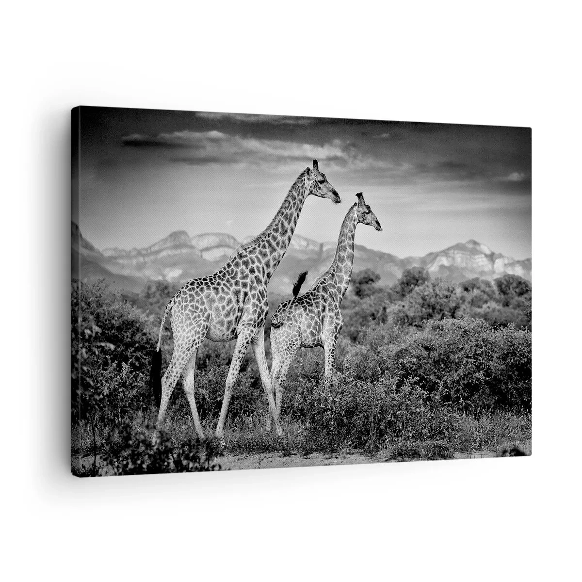Tablou pe pânză Canvas - Siluete alb-negru a două girafe în savană - 70x50cm - Clasele superioare din Africa - Decorațiune modernă pentru perete pentru living și dormitor ARTTOR
