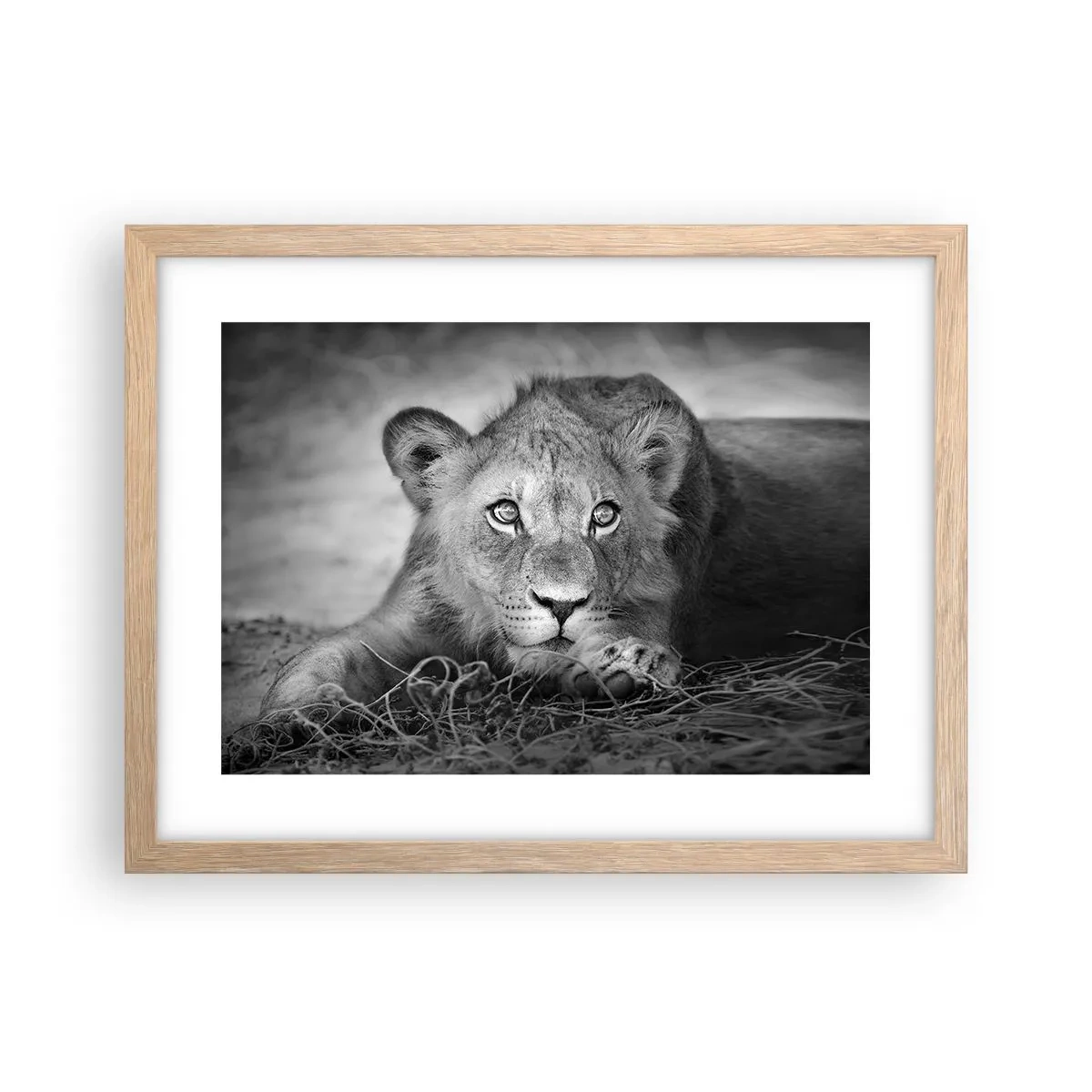 Poster în ramă de stejar deschis - Pisicuța regală - 40x30 cm