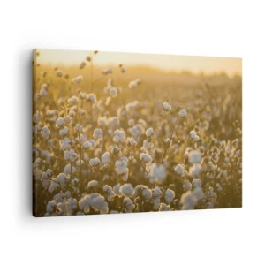 Tablou pe pânză Canvas - Un câmp de bumbac în lumina caldă a soarelui apus - 70x50cm - Câmp pufos - Decorațiune modernă pentru perete pentru living și dormitor ARTTOR