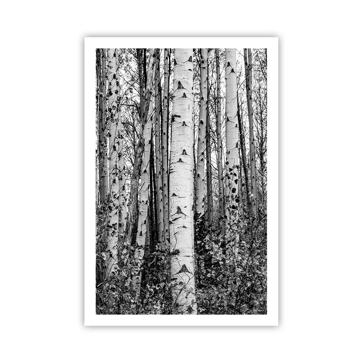 Poster - Coloane de mesteacăn - 61x91 cm