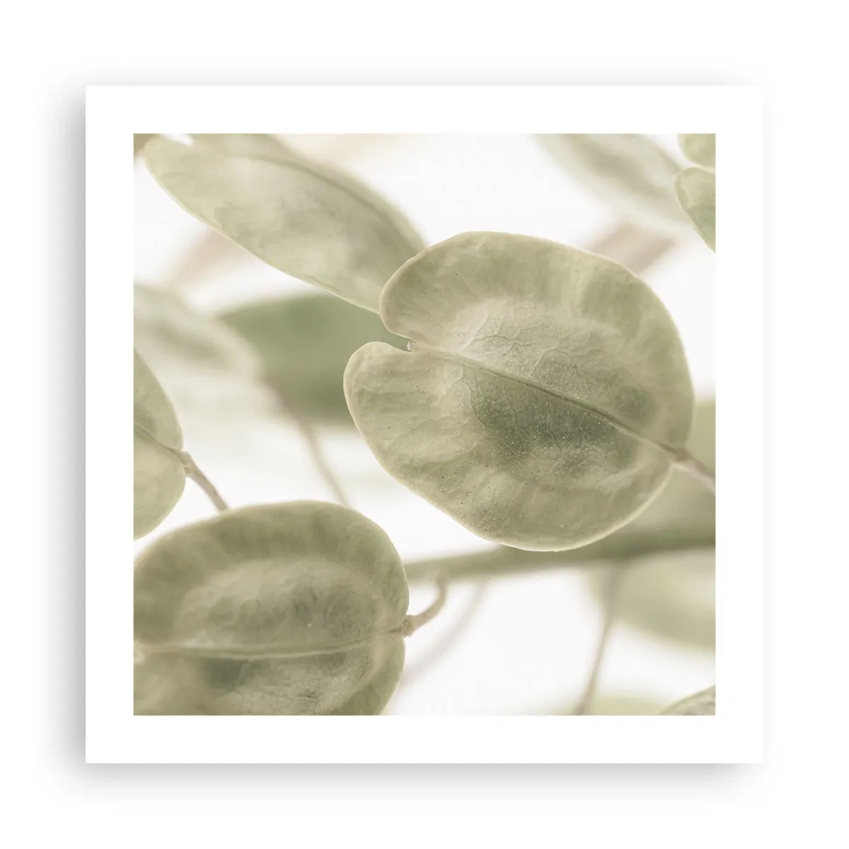 Poster - La început au fost frunzele... - 50x50 cm