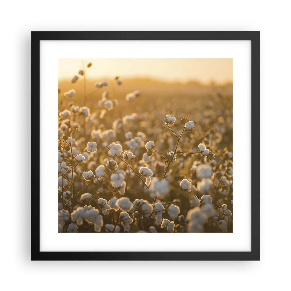 Poster în ramă neagră - Câmp pufos - 40x40 cm