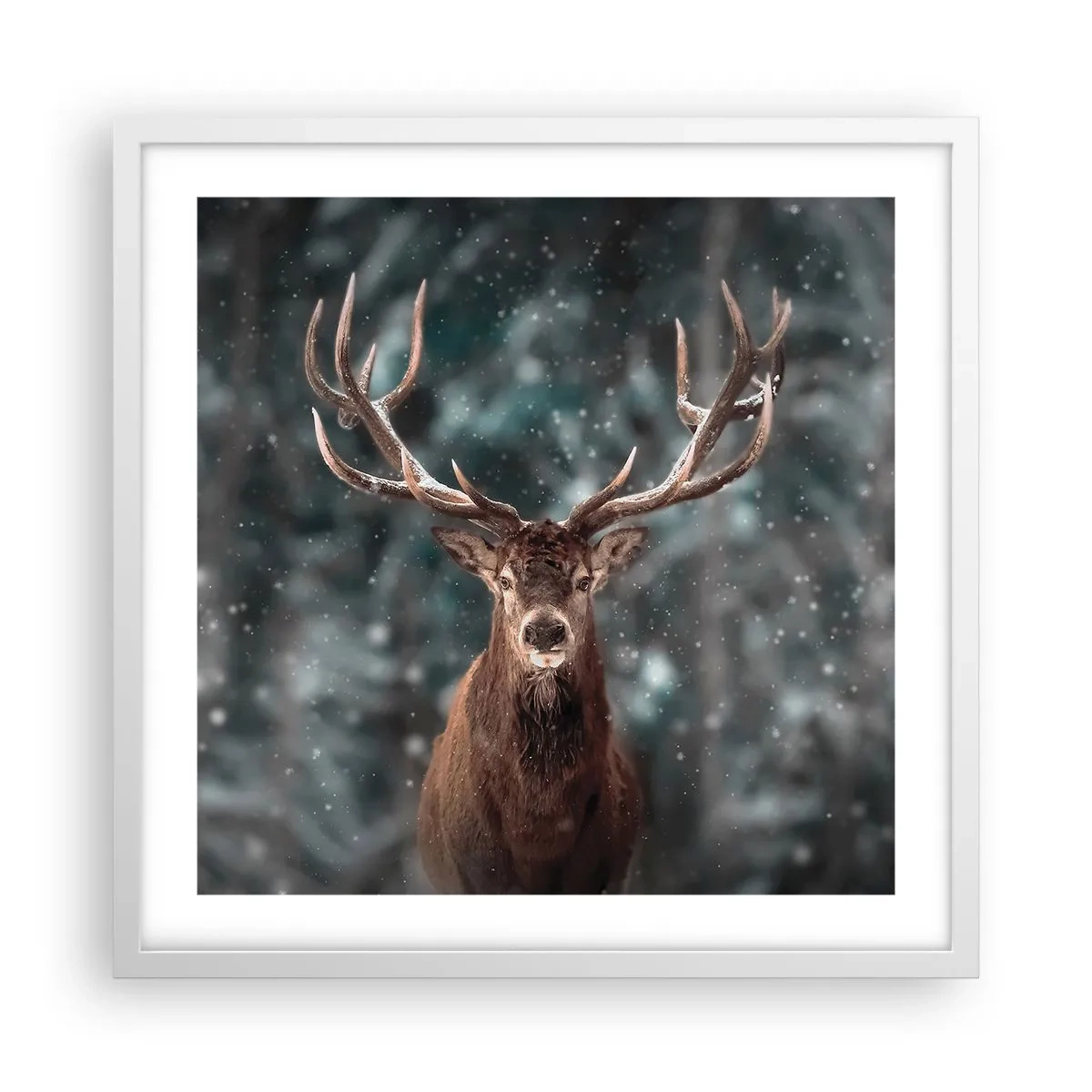 Poster în ramă albă - Regele pădurii a fost încoronat - 50x50 cm
