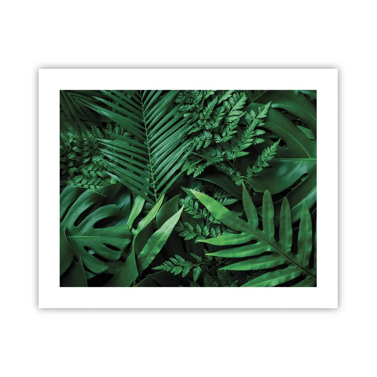 Poster - Înfășurate în verde - 50x40 cm