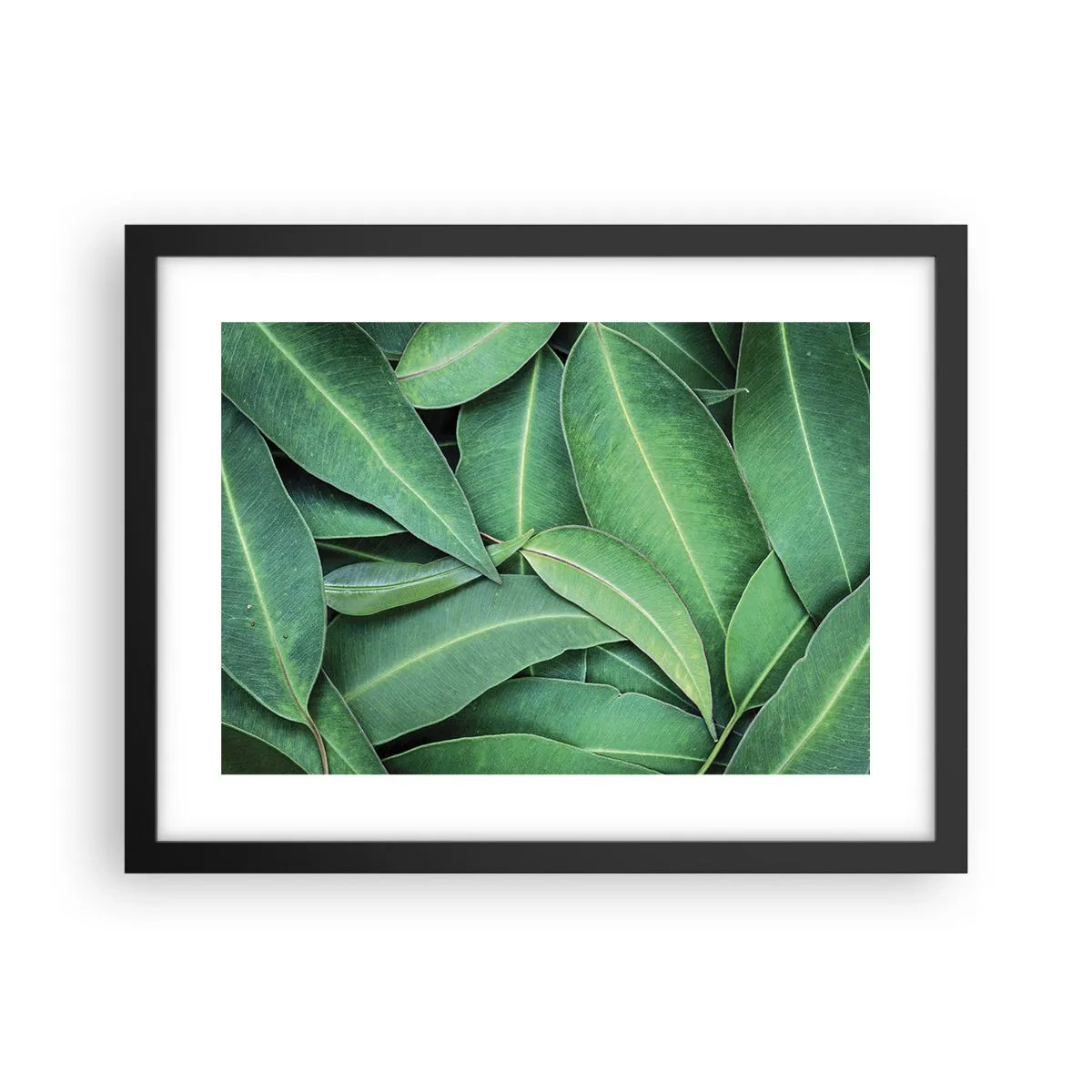 Poster în ramă neagră - Suculente și proaspete - 40x30 cm