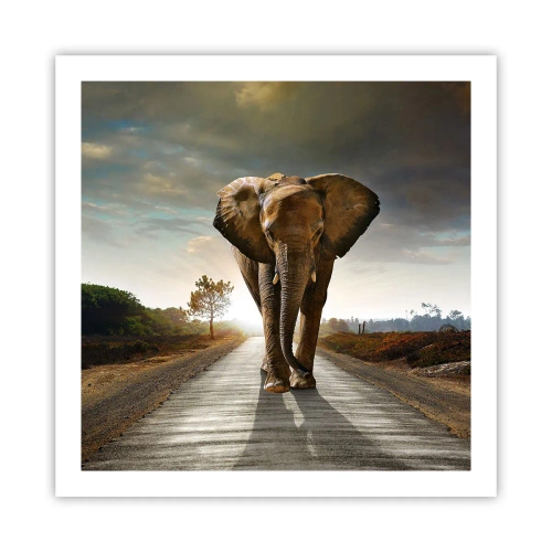 Poster - Și-a pierdut cipicii... - 60x60 cm