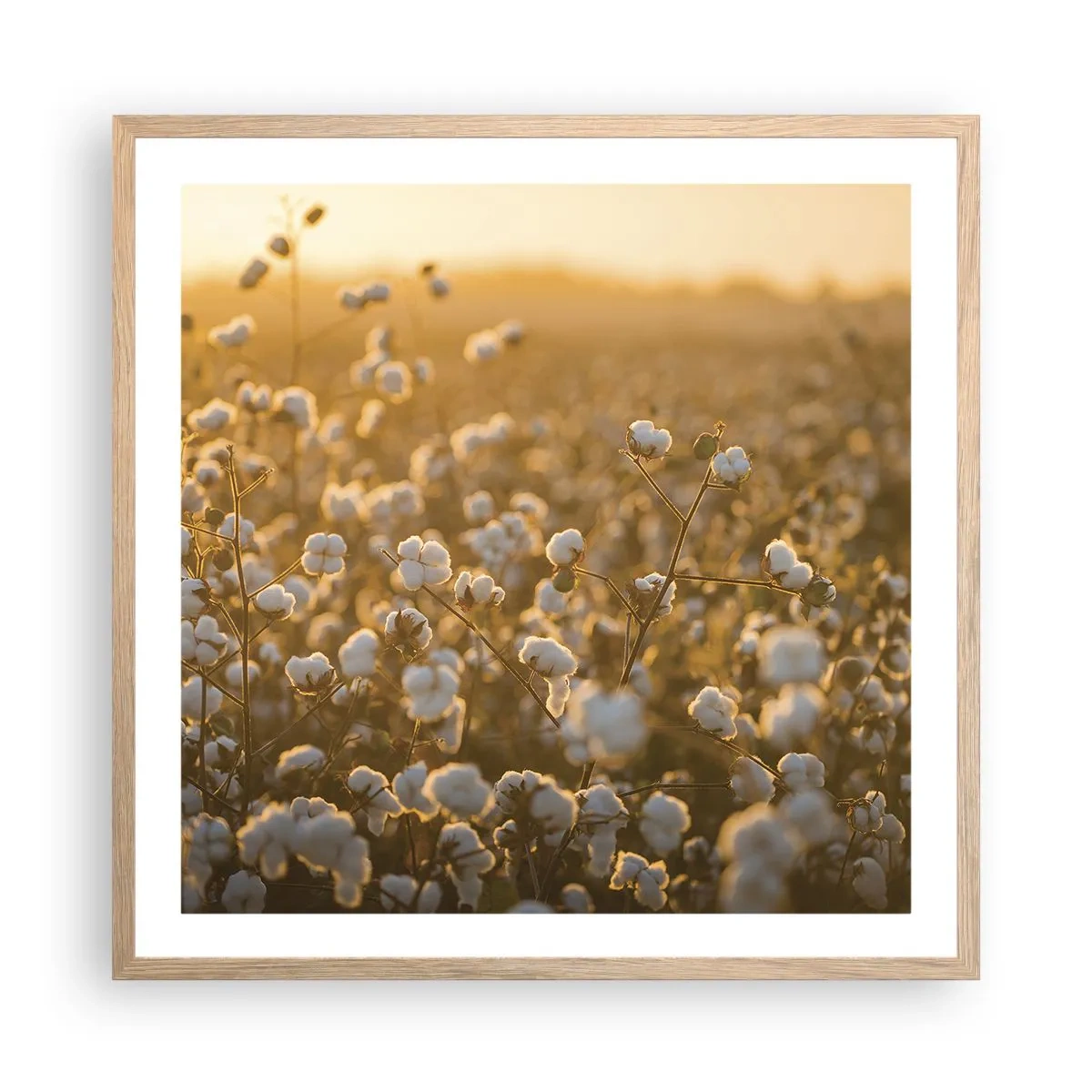 Poster în ramă de stejar deschis - Câmp pufos - 60x60 cm