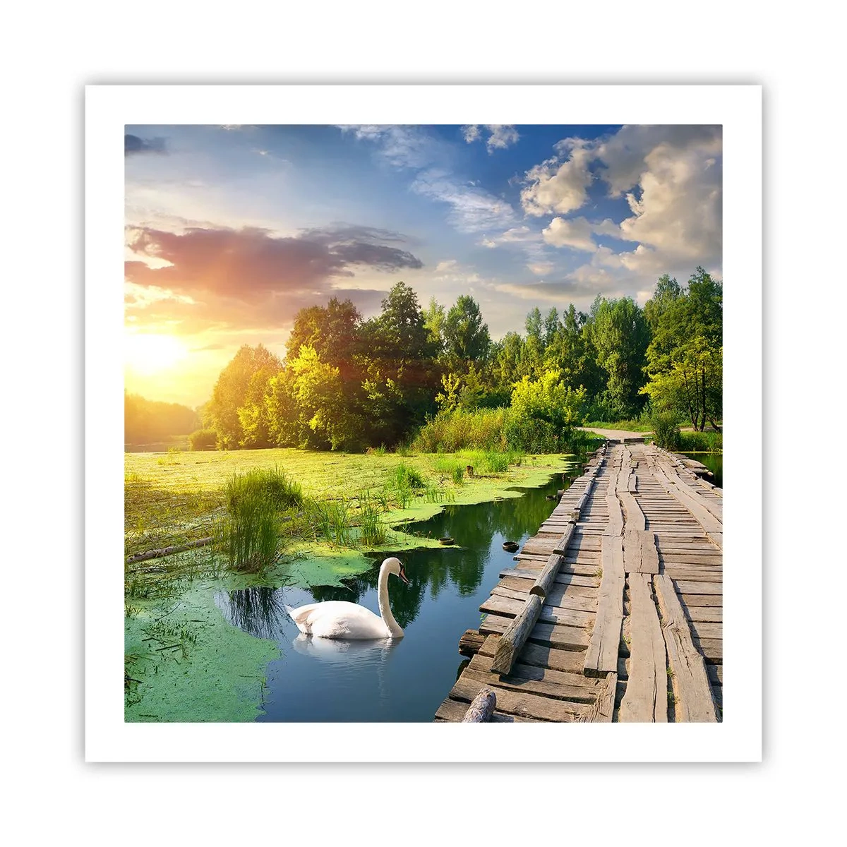 Poster - Vară, vară peste tot - 60x60 cm