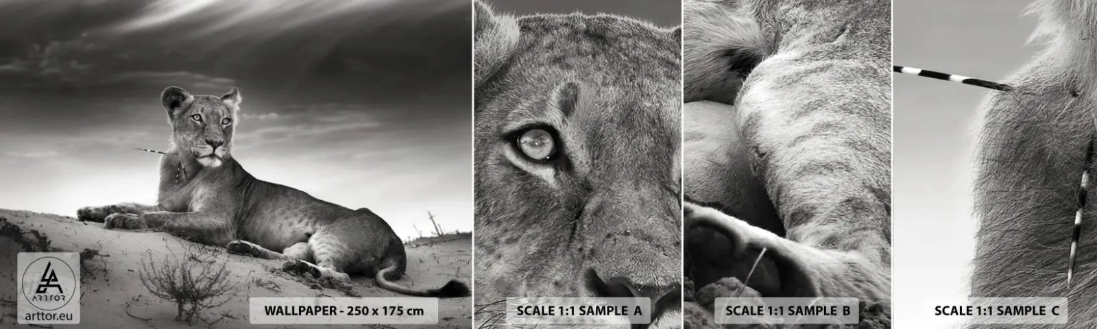 Mostră de Tapet Standard Eco - Odihna reginei deșertului - Animale, Leu, Deşert - 100x30 cm