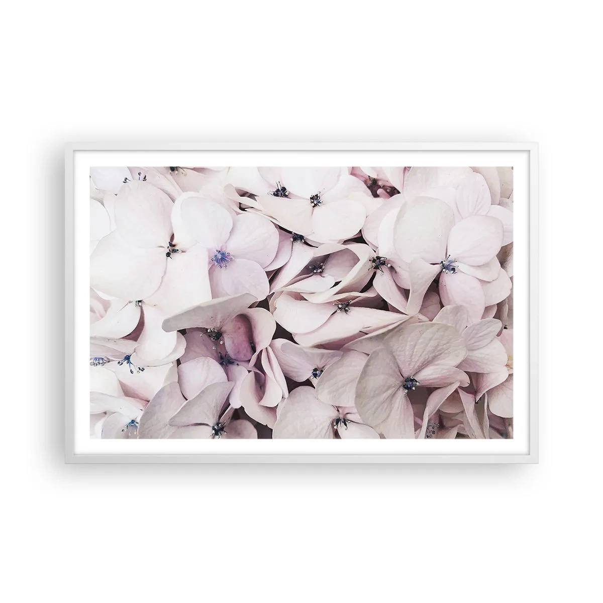 Poster în ramă albă - Într-un potop de flori - 91x61 cm