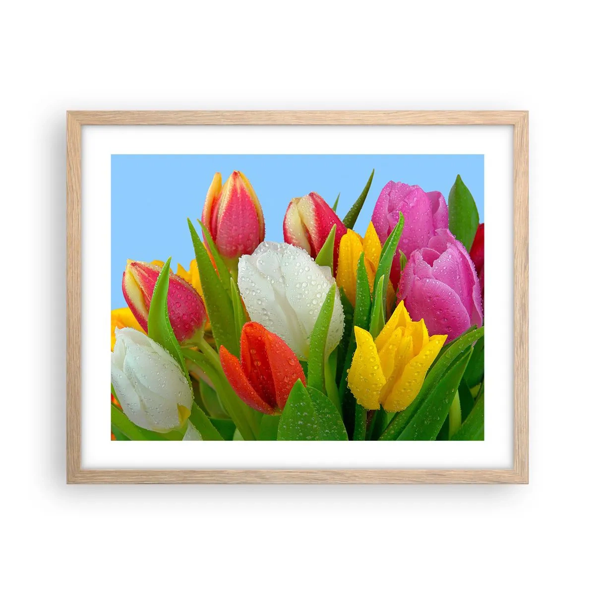 Poster în ramă de stejar deschis - Un curcubeu floral în picături de rouă - 50x40 cm