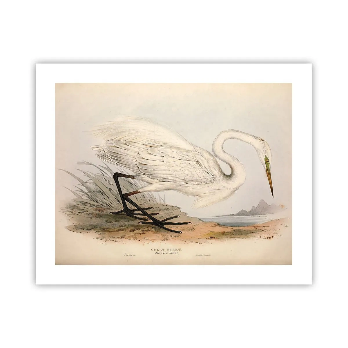 Poster - Doamna în stufărișuri - 50x40 cm