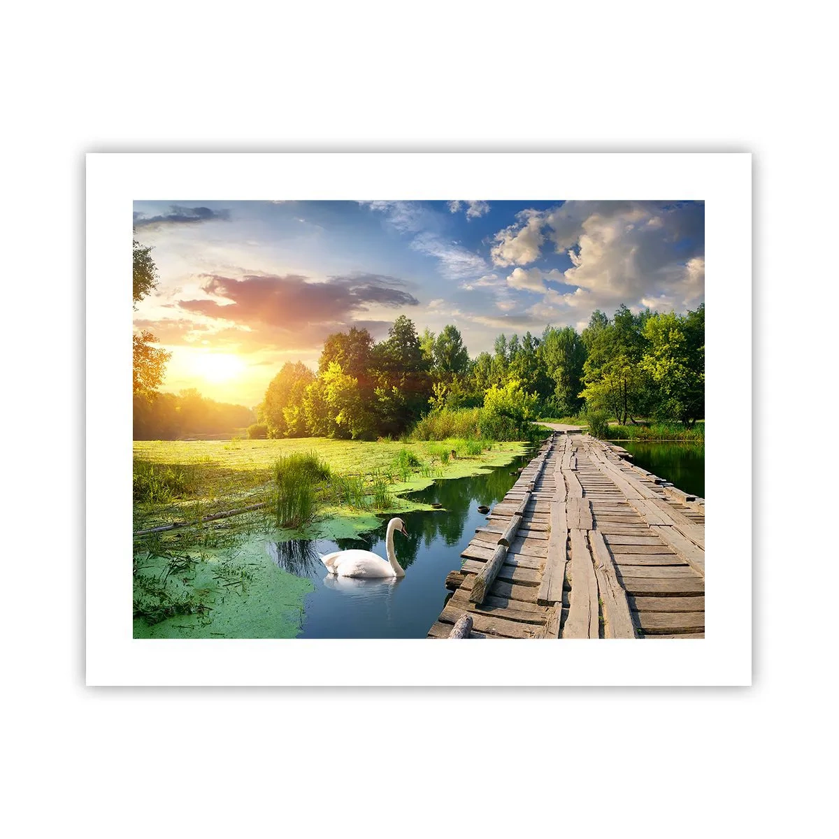 Poster - Vară, vară peste tot - 50x40 cm