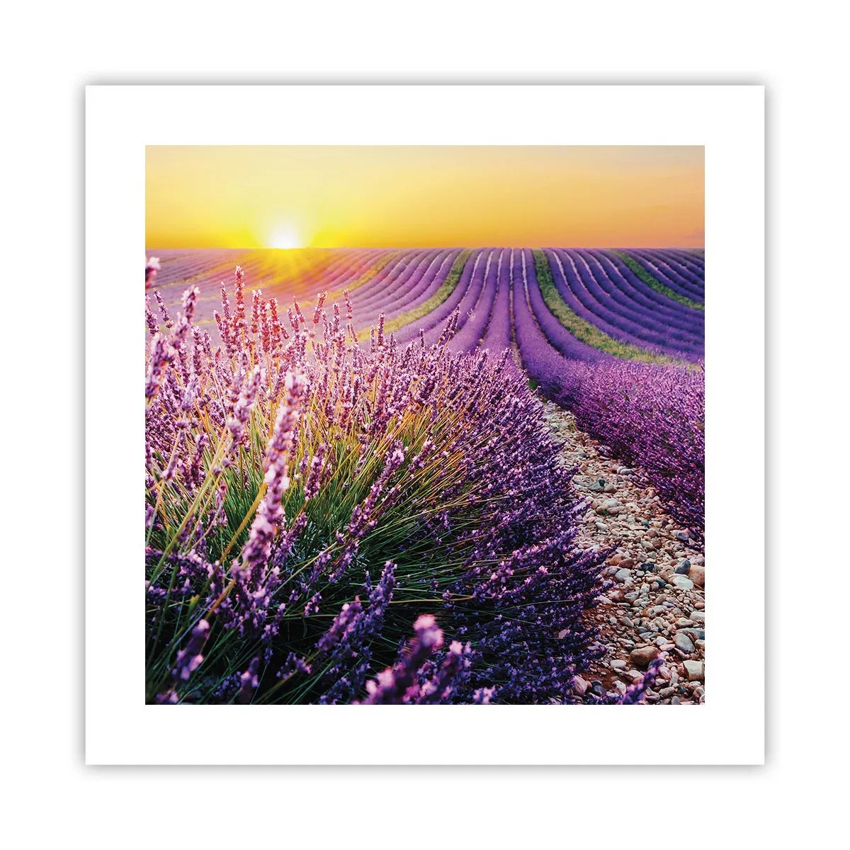 Poster - Câmpul parfumat - 40x40 cm